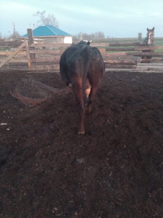 Корова стельная  .