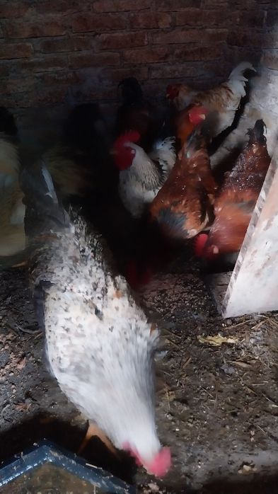 Mai am 3 cocosi pt Supa crescuti liberii bio