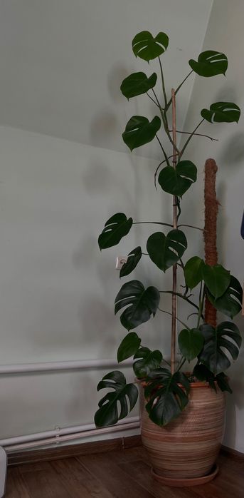 Растение монстера