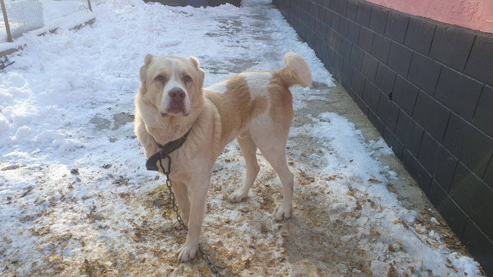 Продам кабеля боицовых кровей