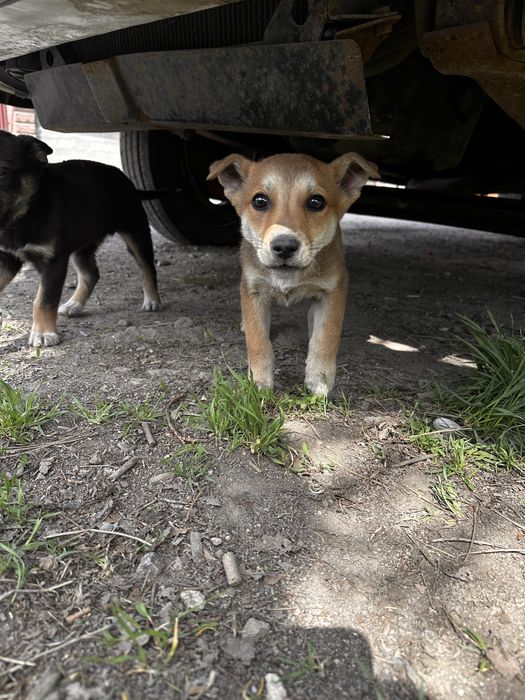 Отдам щенят девочки