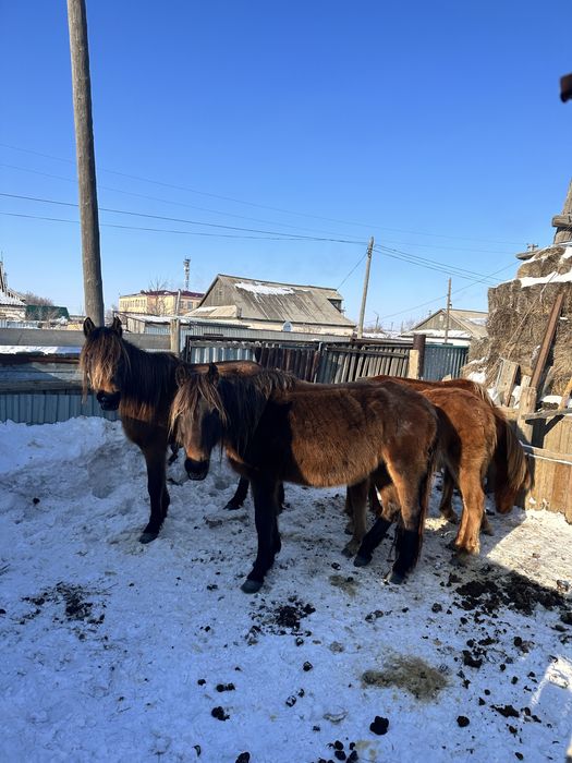 Продам лошадей, недорого