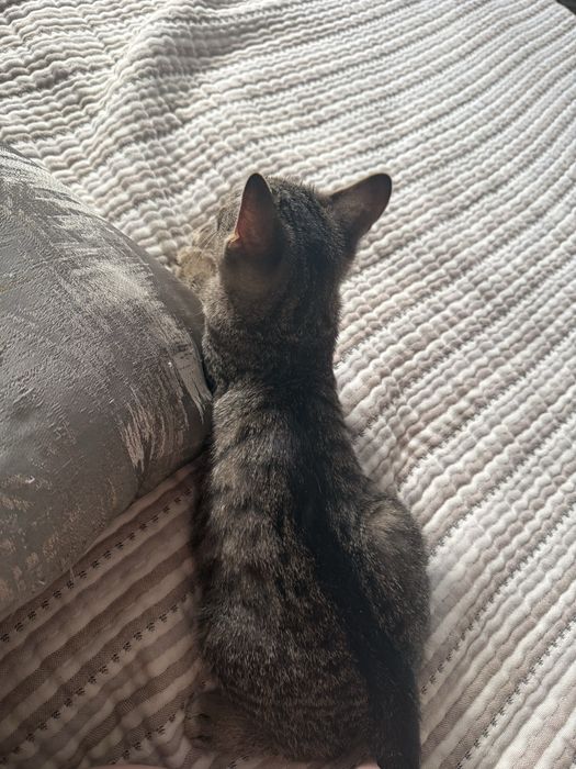 Отдам котенка в добрые руки