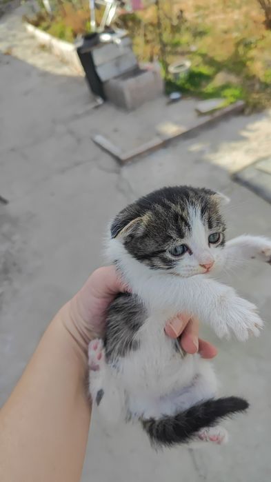 Продаются котята, возраст  1 -месяц  больше, породистые