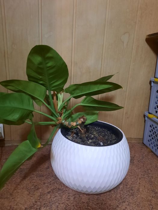 Продам Филодендрон