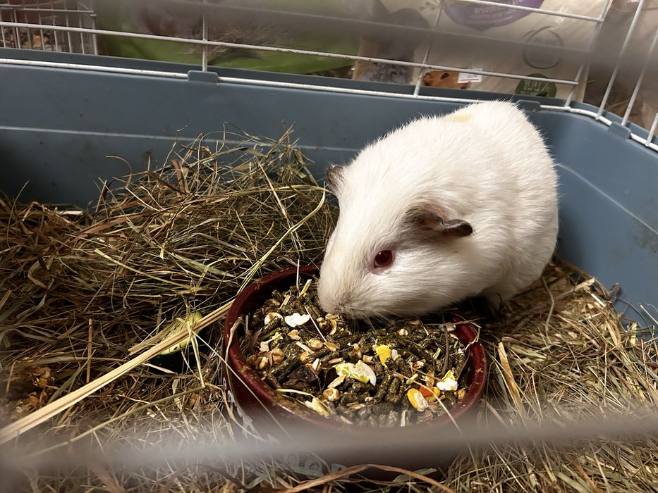 Продам морских свинок