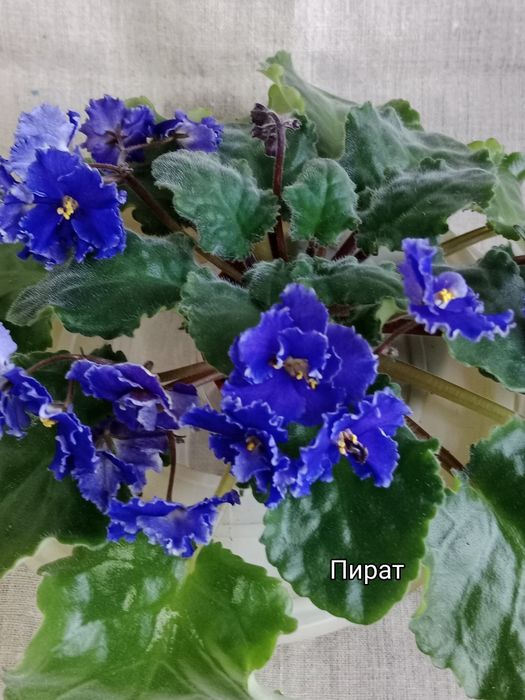 Фиалки сортовые цветущие