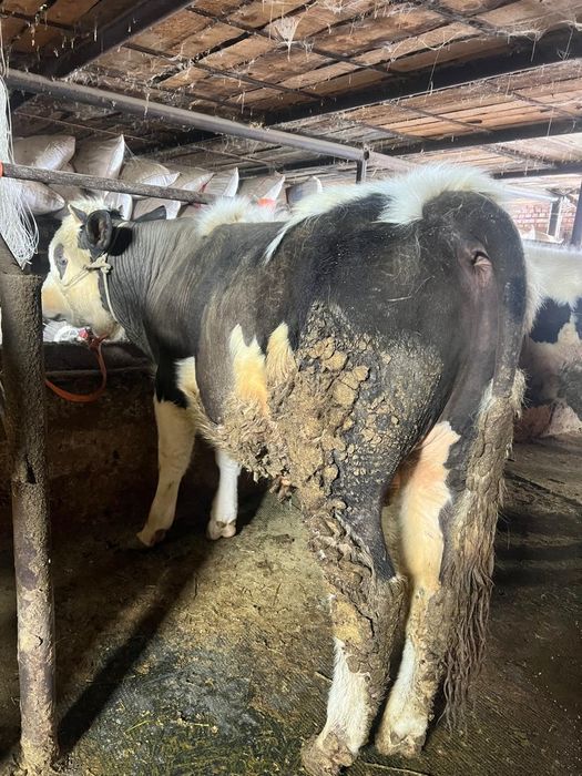 Продам бычки чернопестрая голштин