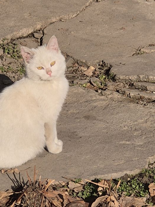 Белая кошечка 4 мес