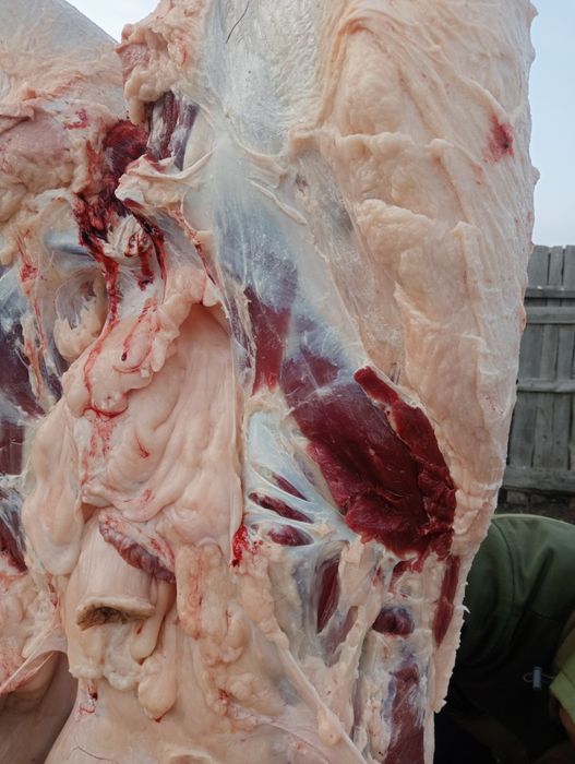 Согым. Конина. Ет. Мясо.