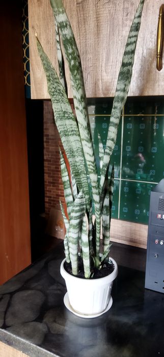 Продам  коланхоэ и сансивиерию