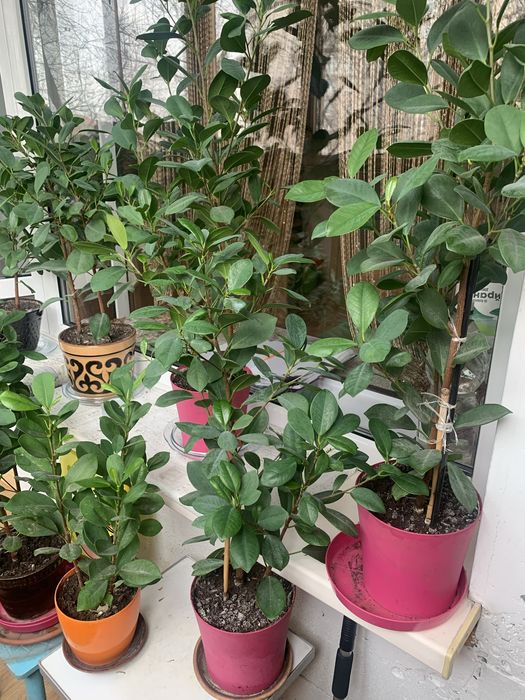 Фикус макламе /мокламе