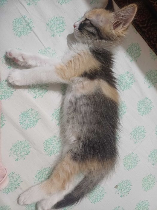 Котята в хороши руки