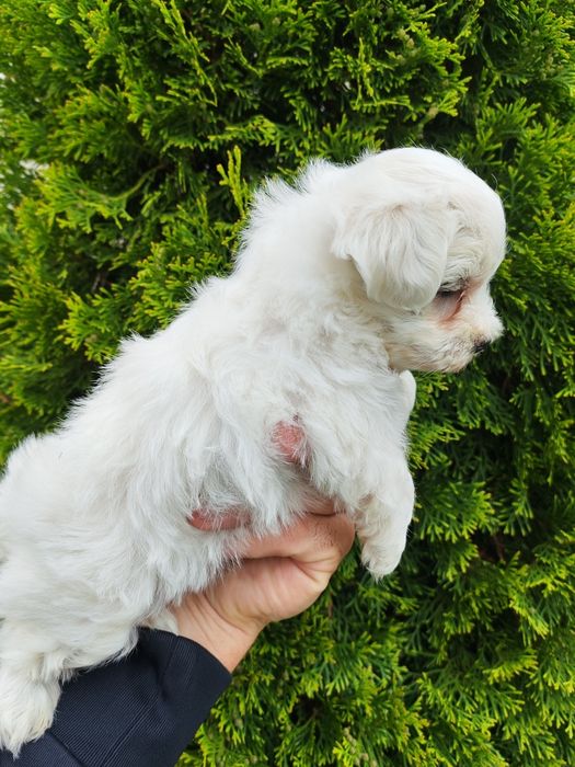 Băiețel bichon maltez mini toy alb