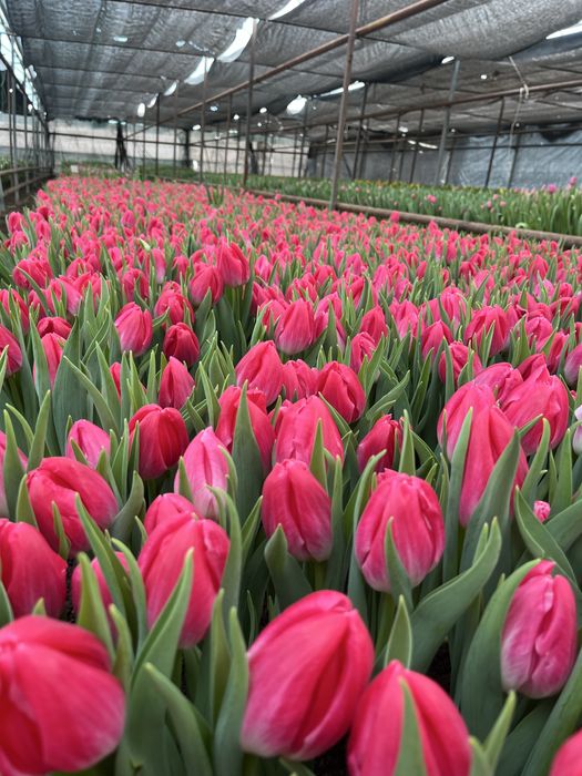 Голландские тюльпаны оптом