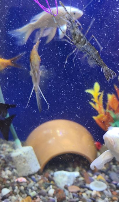 Аквариум,рыбки,криветки