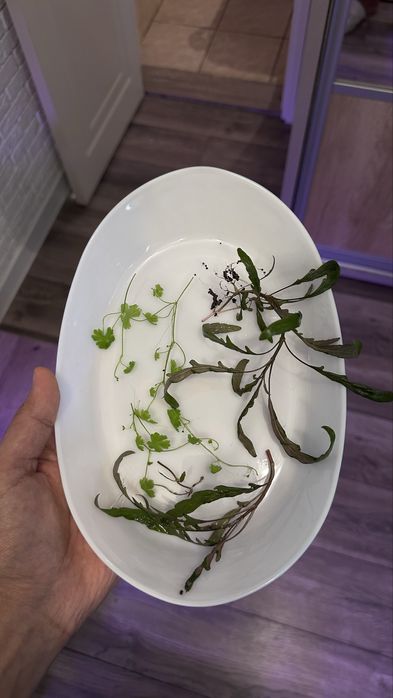 Аквариумные растения