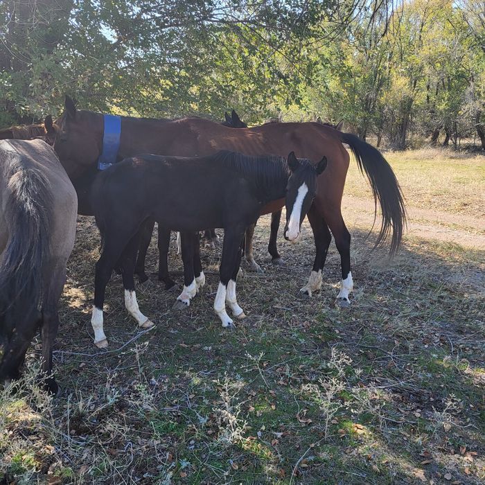 Жабағы Карабайыр тұқымы