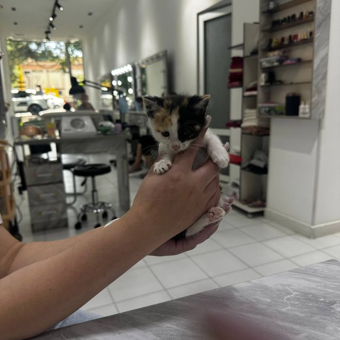 КОТЯТА  в добрые и ответственные руки
