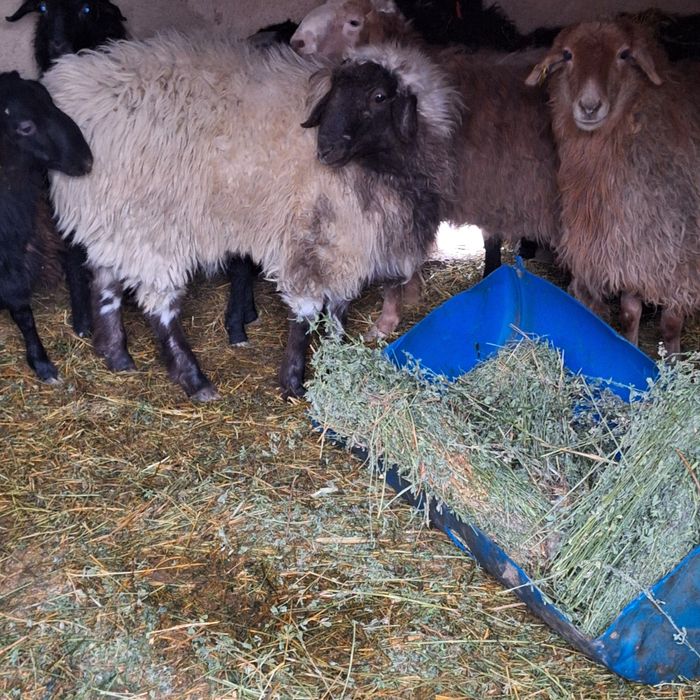 Жас . Ақ Қошқар.