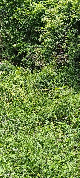 Парцел  в с Банкя Община Трън