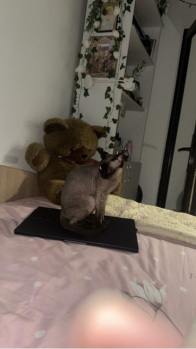 Pet sitter, pensiune pisici