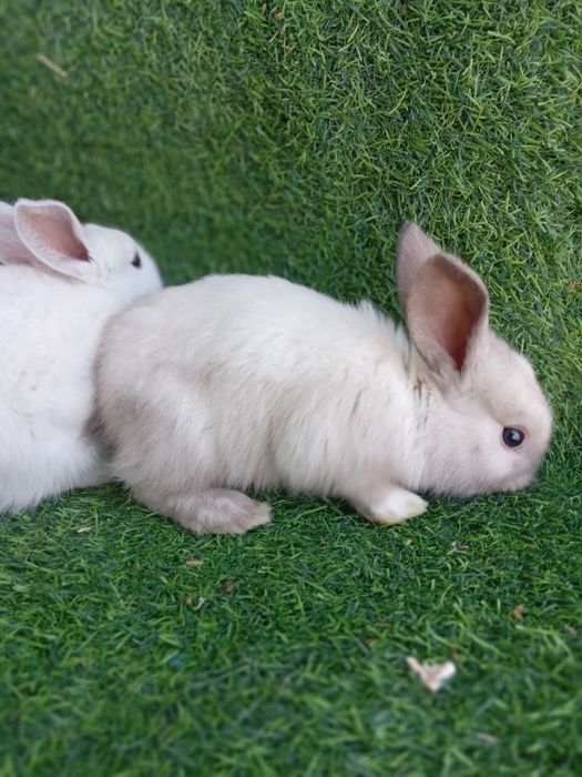 Flandr Quyon bolalari velikan zotdor