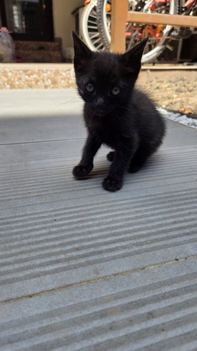 Pisicute spre adoptie in varsta de 5 saptamani