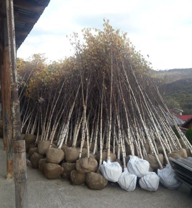 Catalpa glob mesteacan alb platan tei frasin oriunde in tara