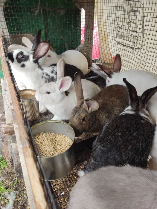 Продавам зайци за разплод или за консумация