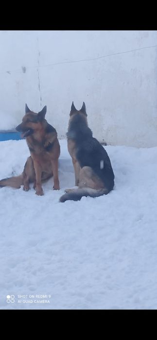 Немецкая овчарка