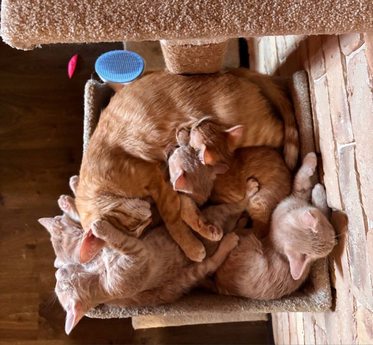 Котята крысоловы