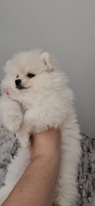 Девочка немецкого шпица