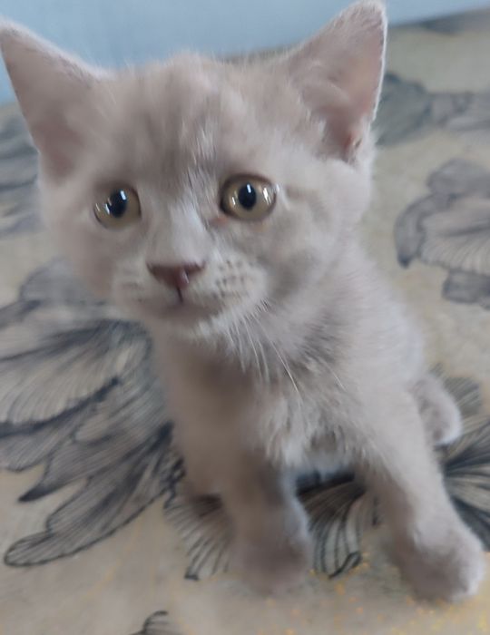 - **"Chiroyli Scottish mushukchalar sotiladi — Fold va Straight"**
 ..