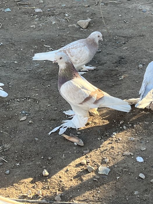На продаду голуби