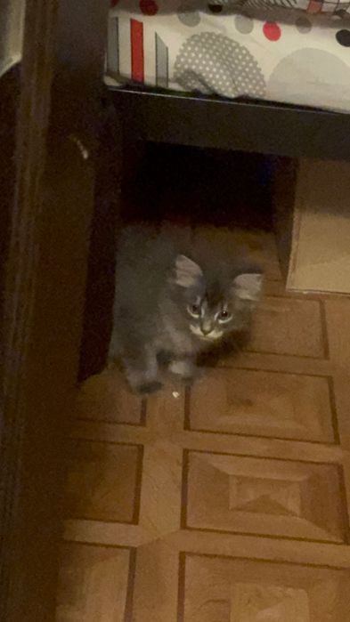 Отдам котенка мальчика