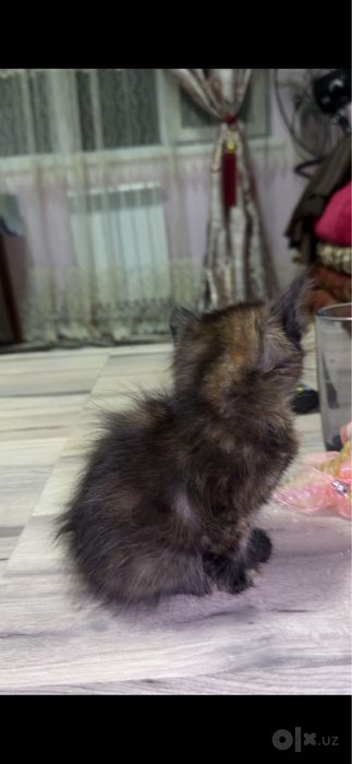 Шатланский скоттиш страйт