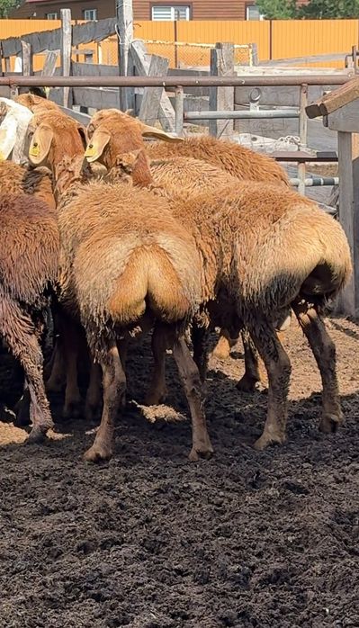 Кошкарчики в продаже