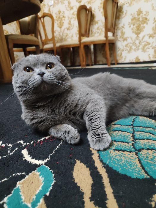 Британские короткие шерсть