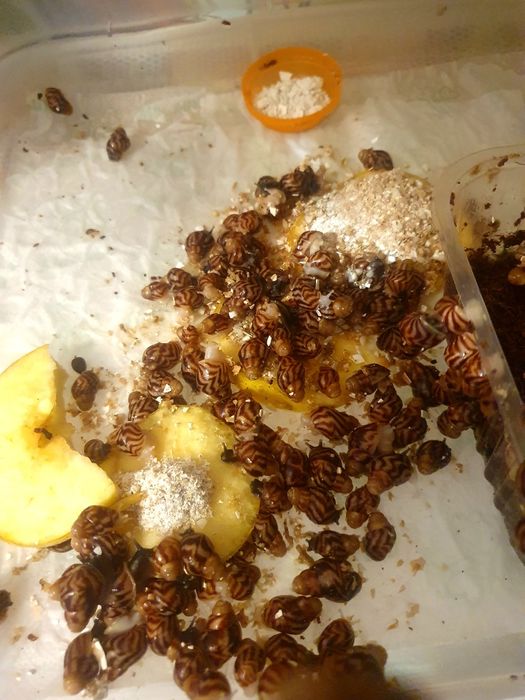 Улитки ахатина ретикулята альбино