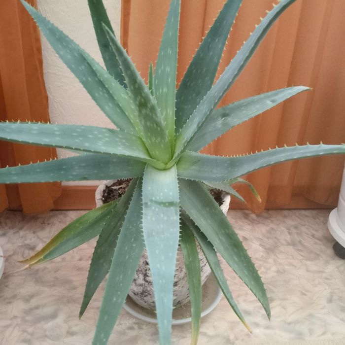 Продам  комнатные растения