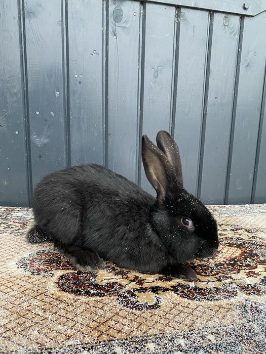 Vând mascul UG negru de 4 luni