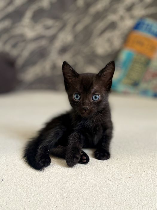 Продам котят 1,5 мес.