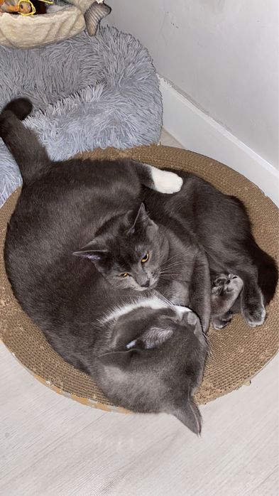 Отдам кота и кошку ( трлтко вместе)