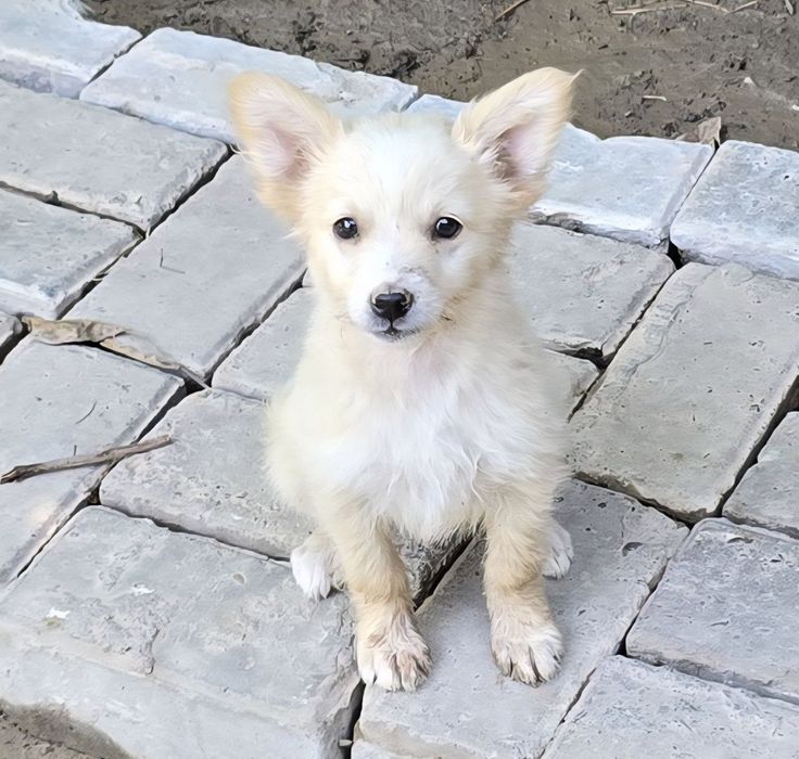 Щенки ищут дом и любящих хозяев