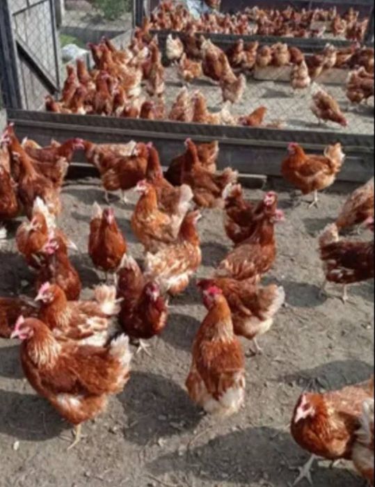 vând găinii roșii ouătoare crescute la sol rasă issa BRAWON