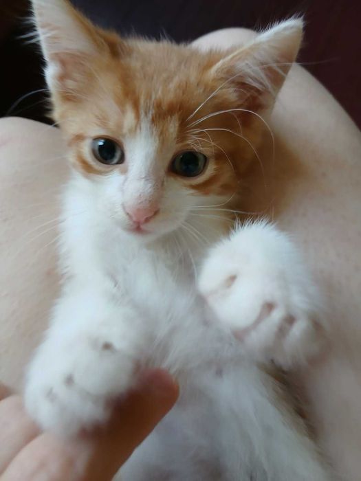 Подарявам котенца