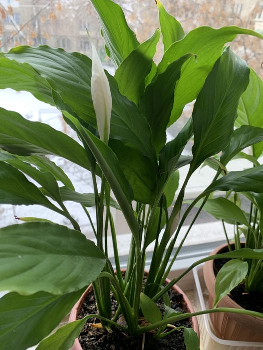 Продаю цветы «декабриста»розовые