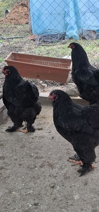 Disponibile ouă și găini din rasa brachma.