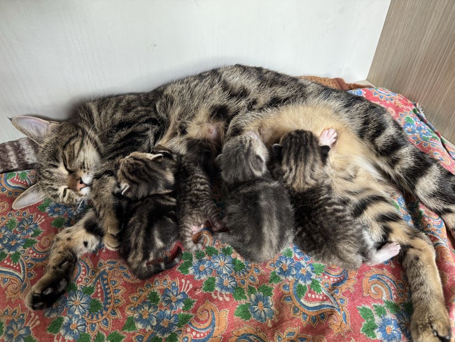 Uy mushugi sotiladi 4 ta bolasi bilan. 1 hafta boʻldi tuqqaniga